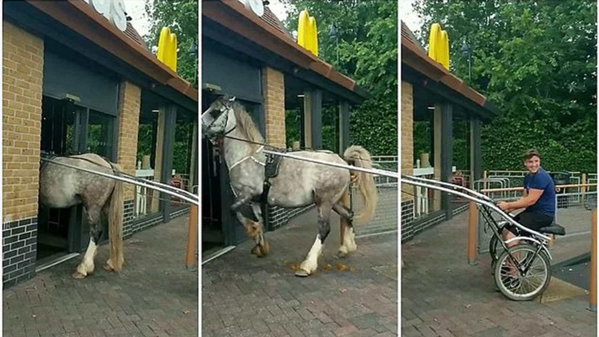 حصان جائع حاول دخول مطعم... لن تصدّقوا ماذا حصل بعدها! (فيديو)