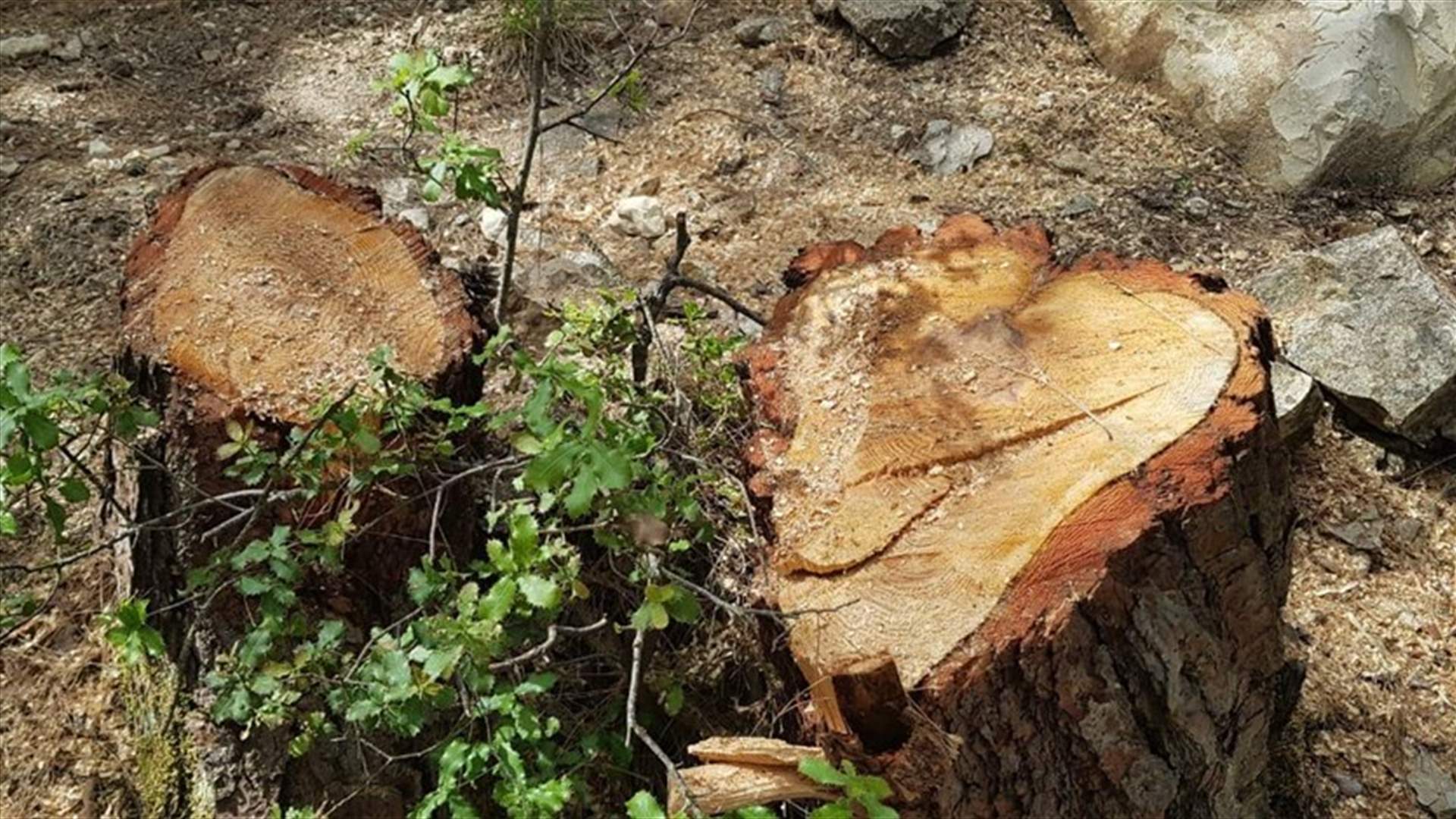 جريمة بيئية في زغرتا... قطع الأشجار في حرج بمزرعة التفاح (صوَر)