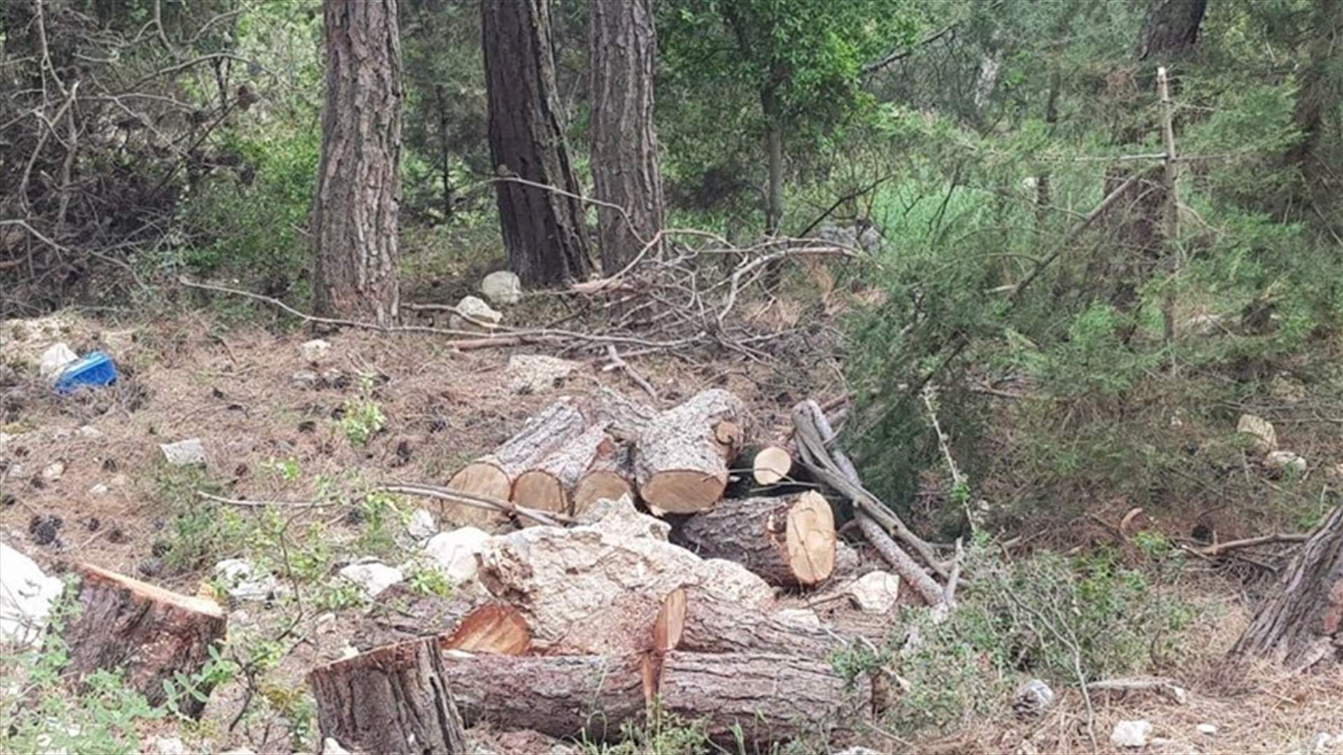 بعد قطع الأشجار في حرج بمزرعة التفاح في زغرتا... وزارة الزراعة تتحرك