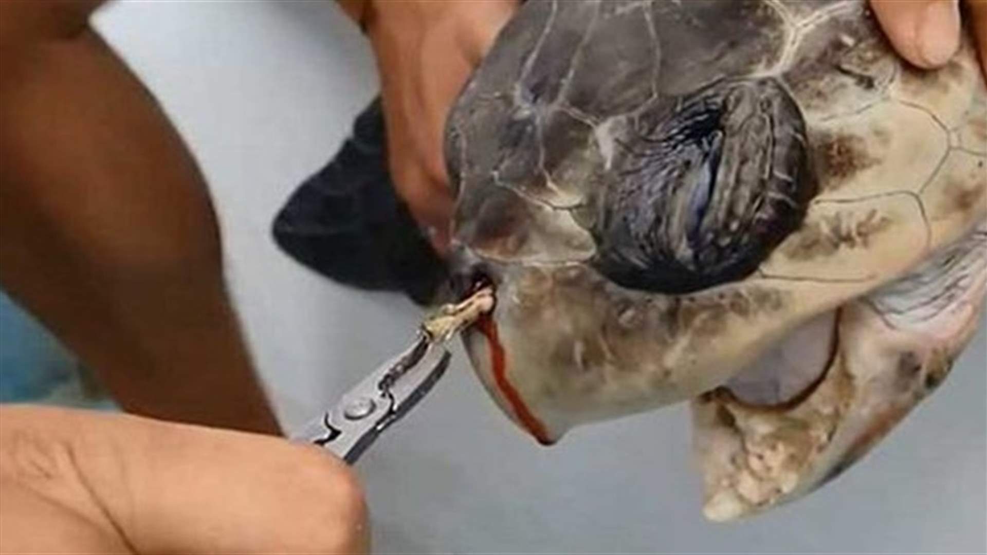 Petition to ban plastic straws across Beirut