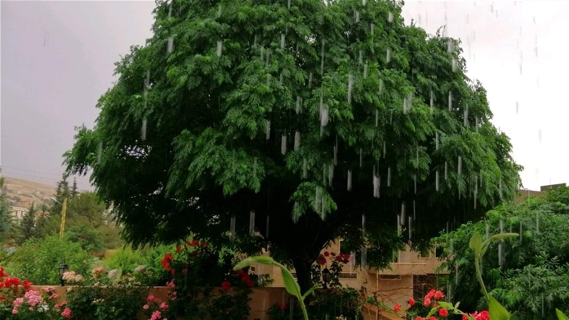 تساقط أمطار غزيرة مصحوبة بحبات من البرد في مختلف المناطق اللبنانية (فيديو وصوَر)