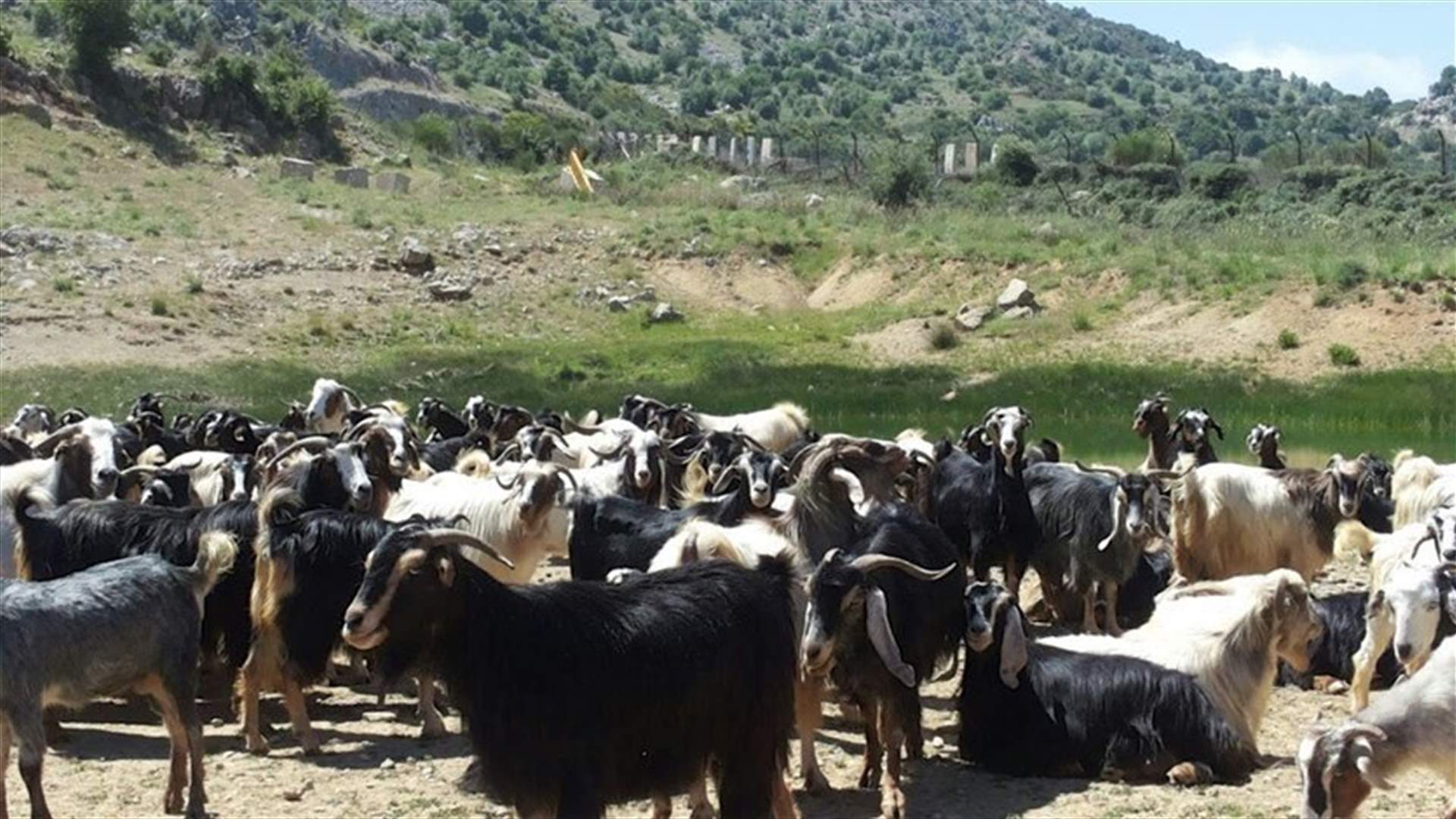 اسرائيل افرجت عن الراعيين المحتجزين لديها ....