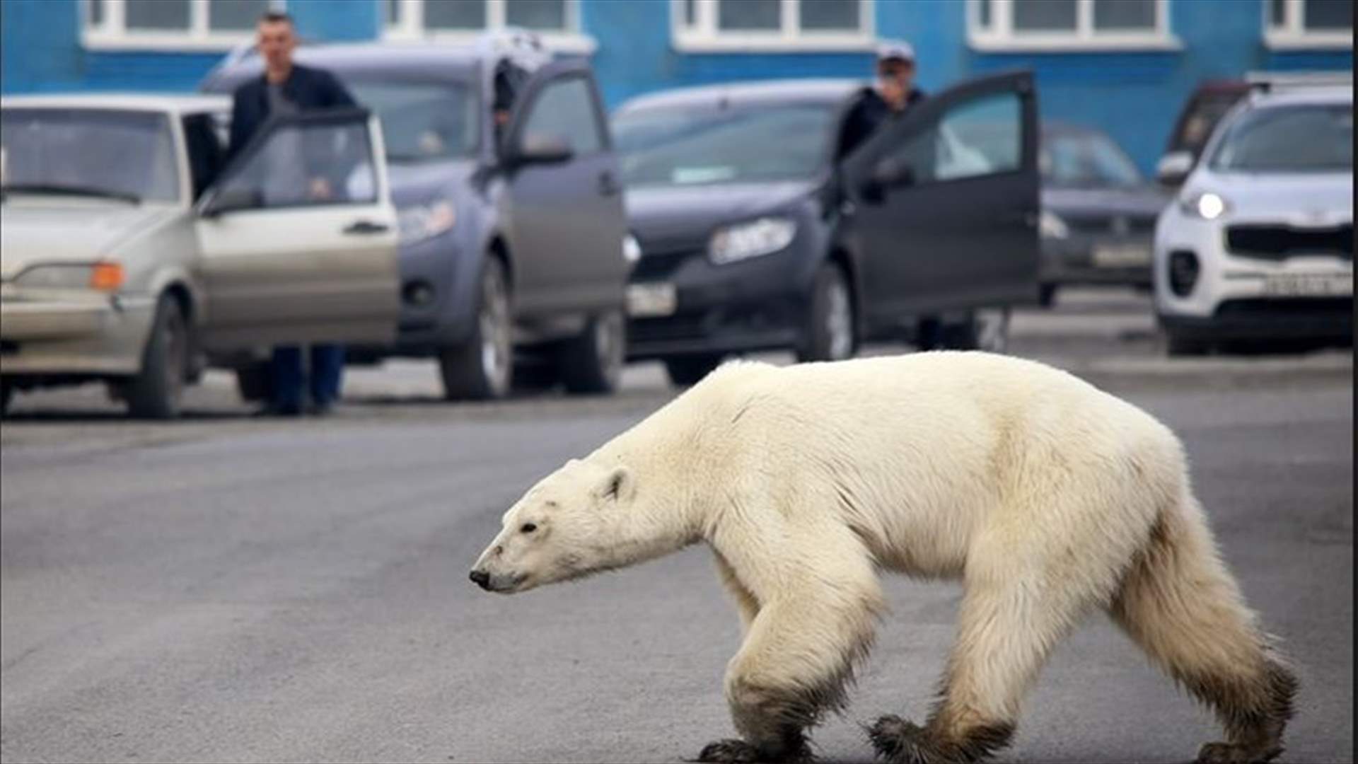 دبّة قطبية تتجول في مدينة روسية وتثير بلبلة بين السكان