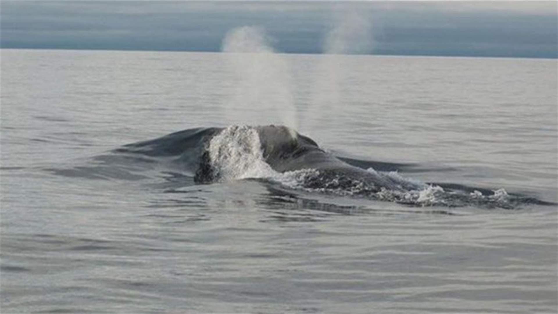 First &quot;song&quot; recorded from rare, lovelorn, right whale off Alaska-[VIDEO]