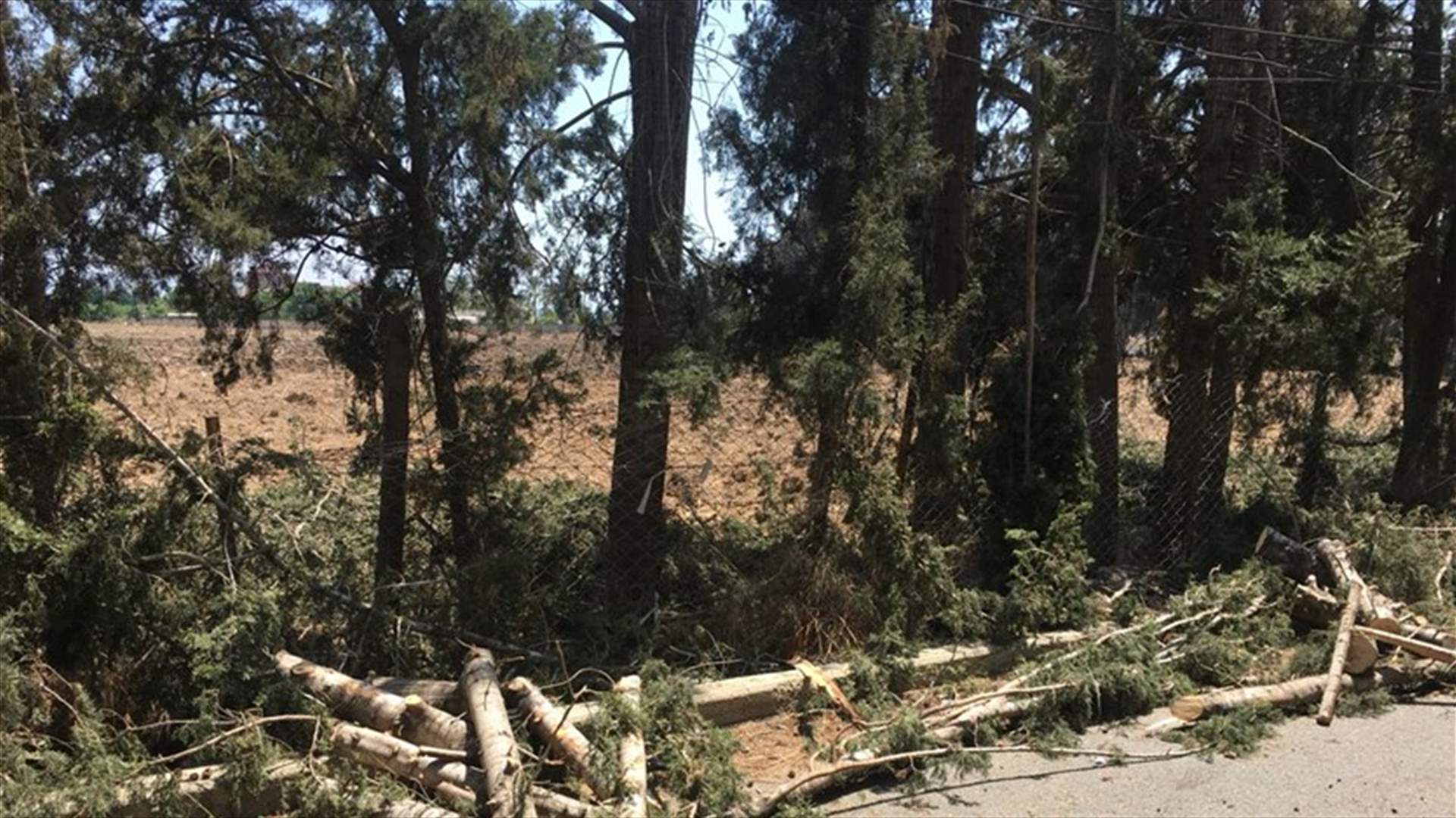 مجزرة بيئية في محيط الجامعة اللبنانية في صور (صُوَر)
