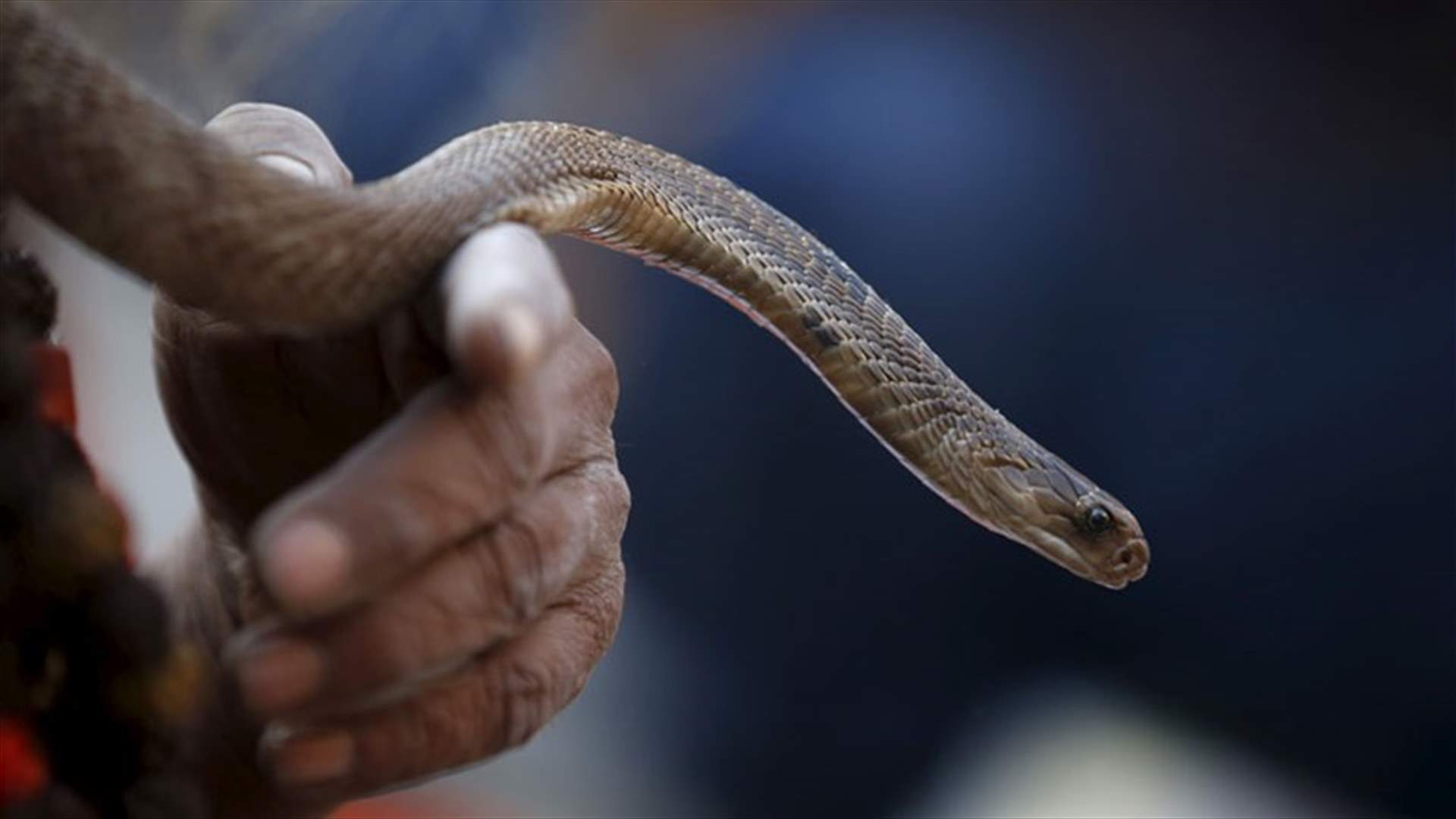 رجل انتقم من أفعى تسبّبت بوفاته قبل أن يلفظ أنفاسه الأخيرة