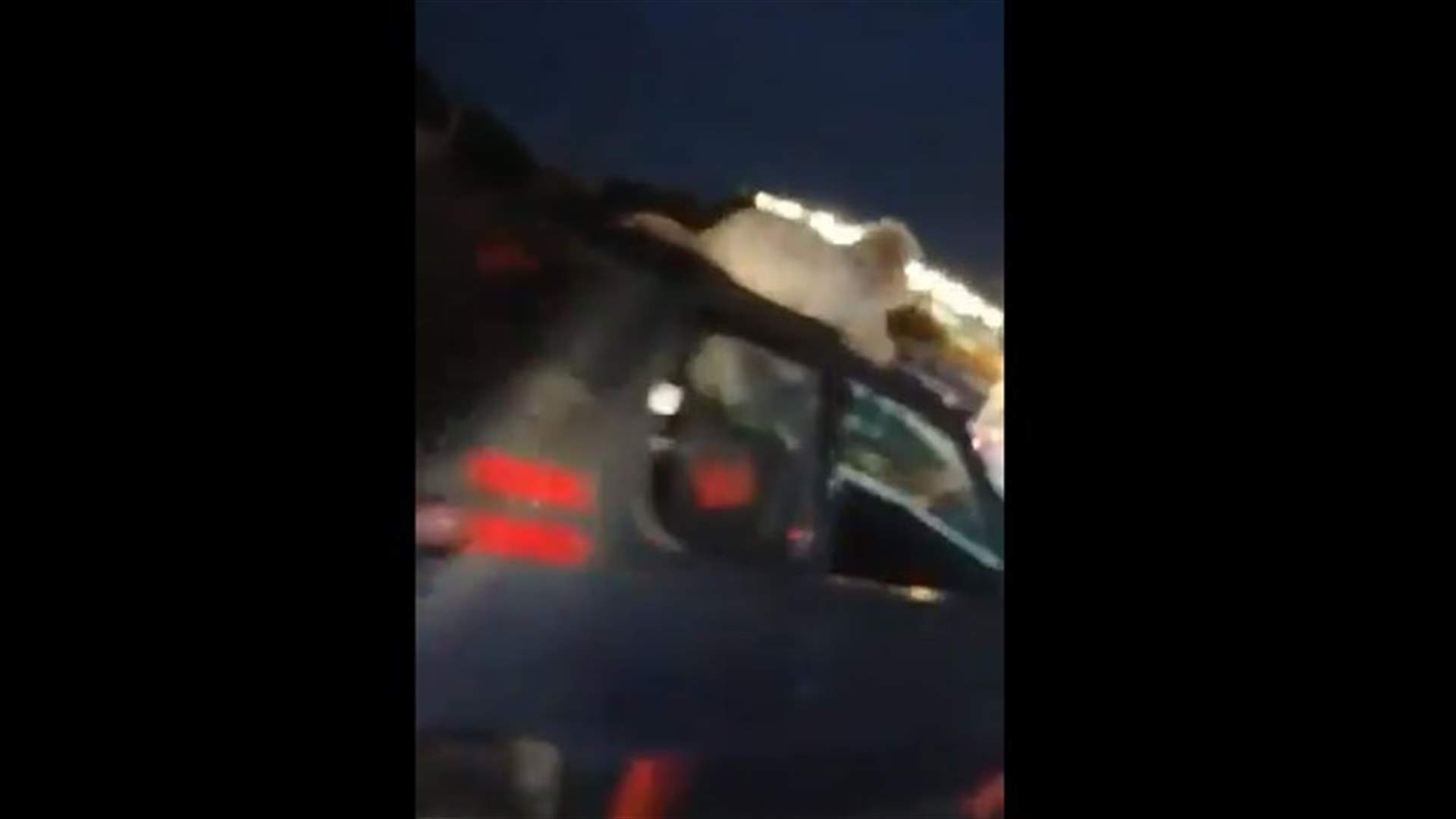 كلبٌ مُقيّد على سطح سيارة على الطريق السريع يثير الجدل... (فيديو)