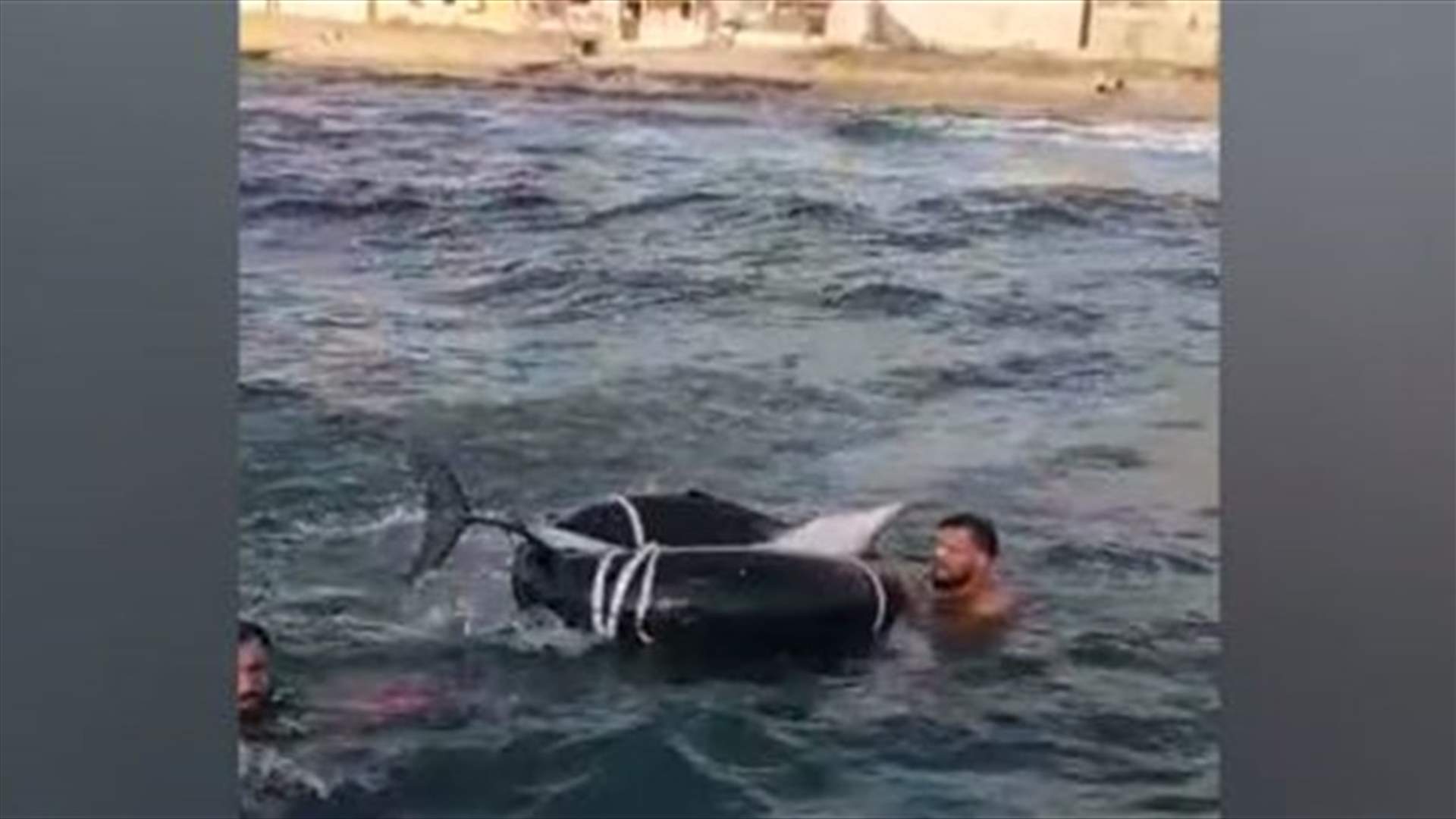 ما قصة الدلفين النافق في بحر عدلون - جنوب لبنان؟ (فيديو)