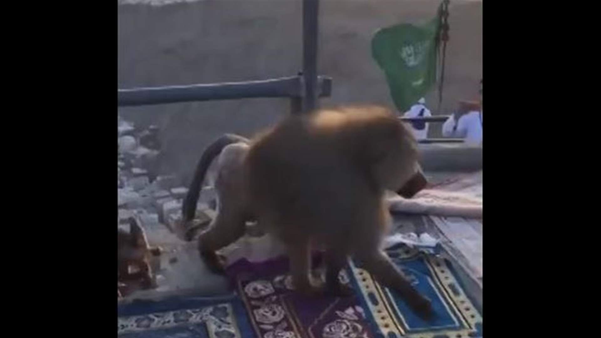 فيديو لقرد يسرق الحجاج في مكة... هذه حقيقته