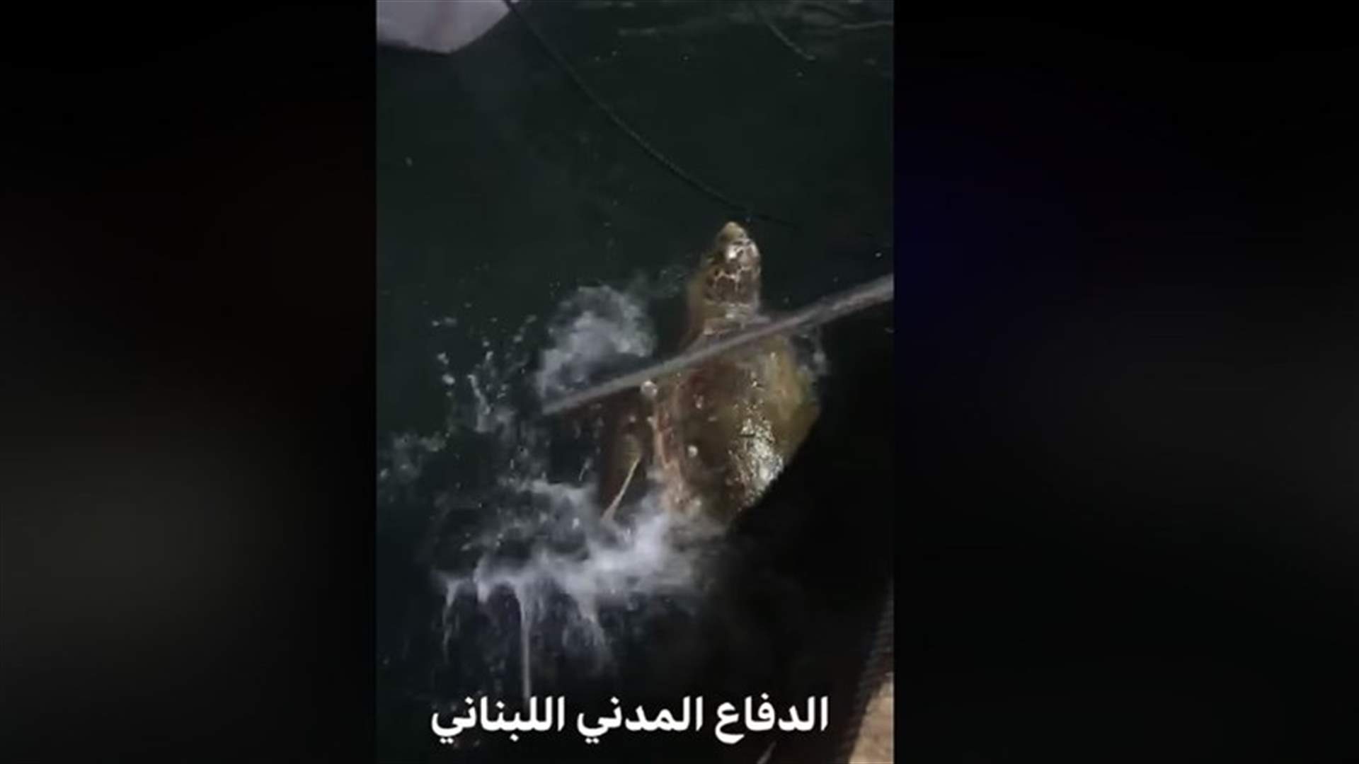 سلحفاة ضخمة محتجزة بحبل مرساة زورق في مرفأ جونية... وفيديو يظهر عملية انقاذها