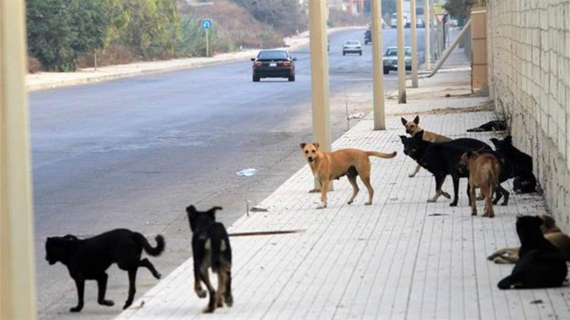 كلاب شاردة تهاجم مواطنا في الغازية