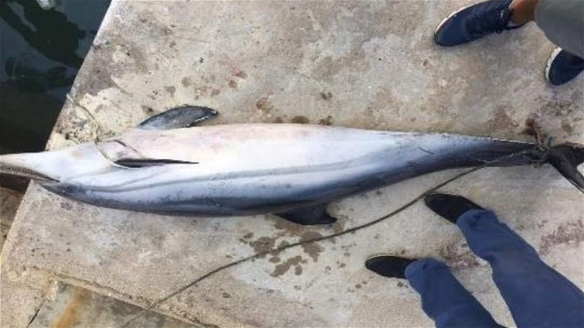 بعد العثور على دلفين نافق عند شاطئ عدلون... المركز الوطني لعلوم البحار يكشف السبب