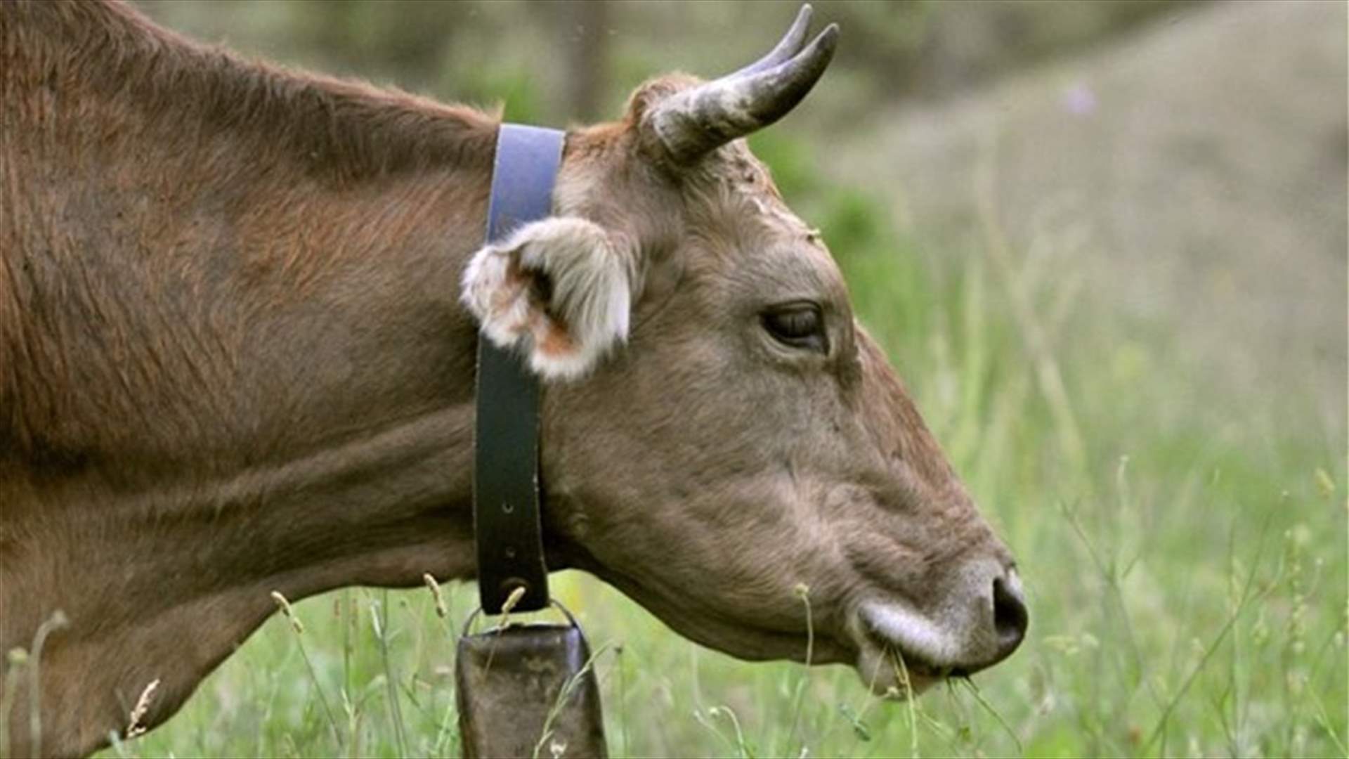 شرطة النمسا تبحث عن لصوص أجراس البقر