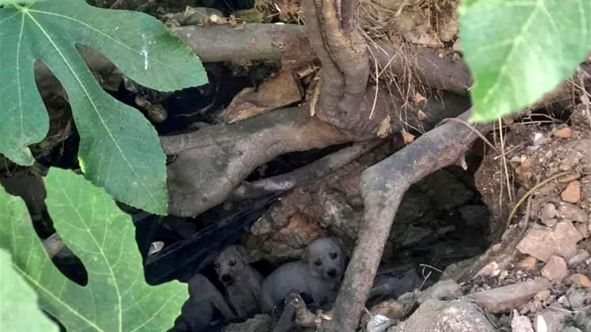 في النبطية... قتلَ كلبة بدمٍ بارد أثناء إطعام جرائها (صور)