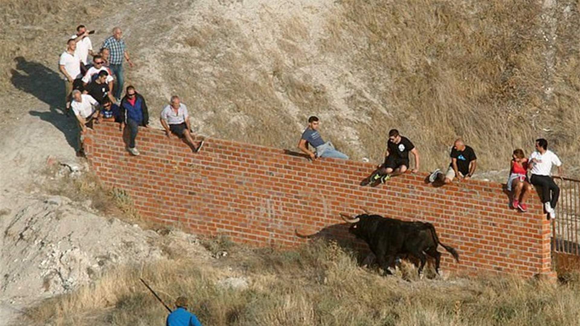 ثور هائج يقتل رجلاً خلال مهرجان... إليكم تفاصيل الحادثة الأليمة!