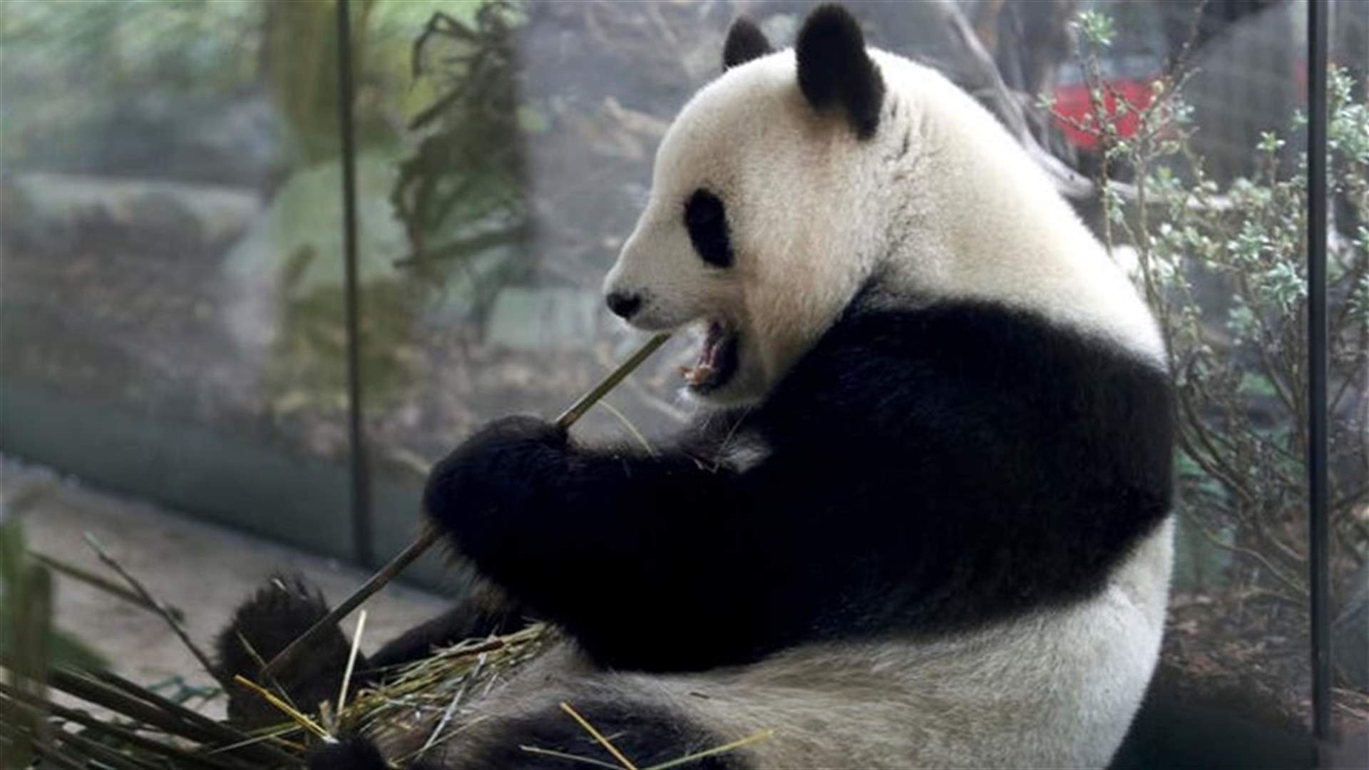 Berlin celebrates birth of Germany&#39;s first giant panda cubs