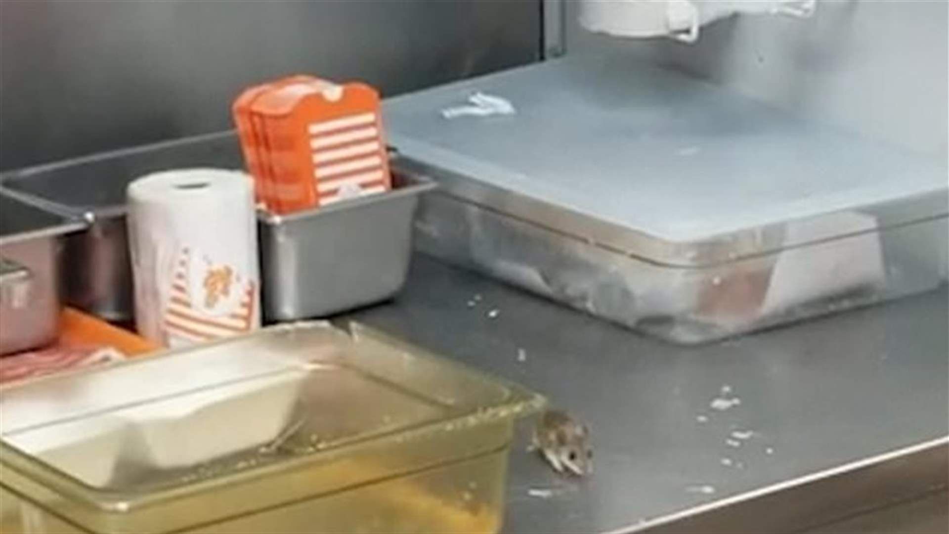 جرذ صدم زبائن مطعم... تجوّل بحريّة وقفز داخل مقلاة الزيت (فيديو)