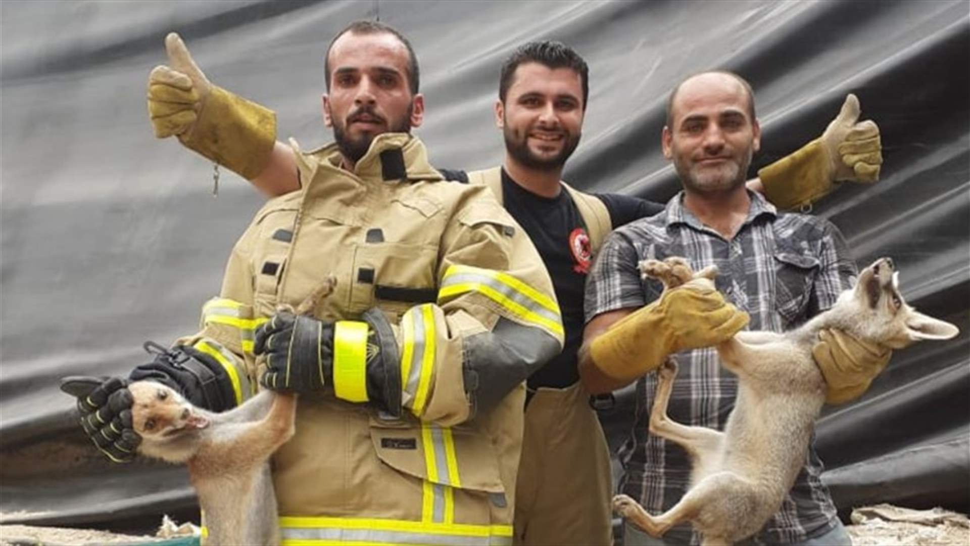 الدفاع المدني انقذ حيوانات برية علقت في سد مائي في عكار العتيقة منذ شهرين...