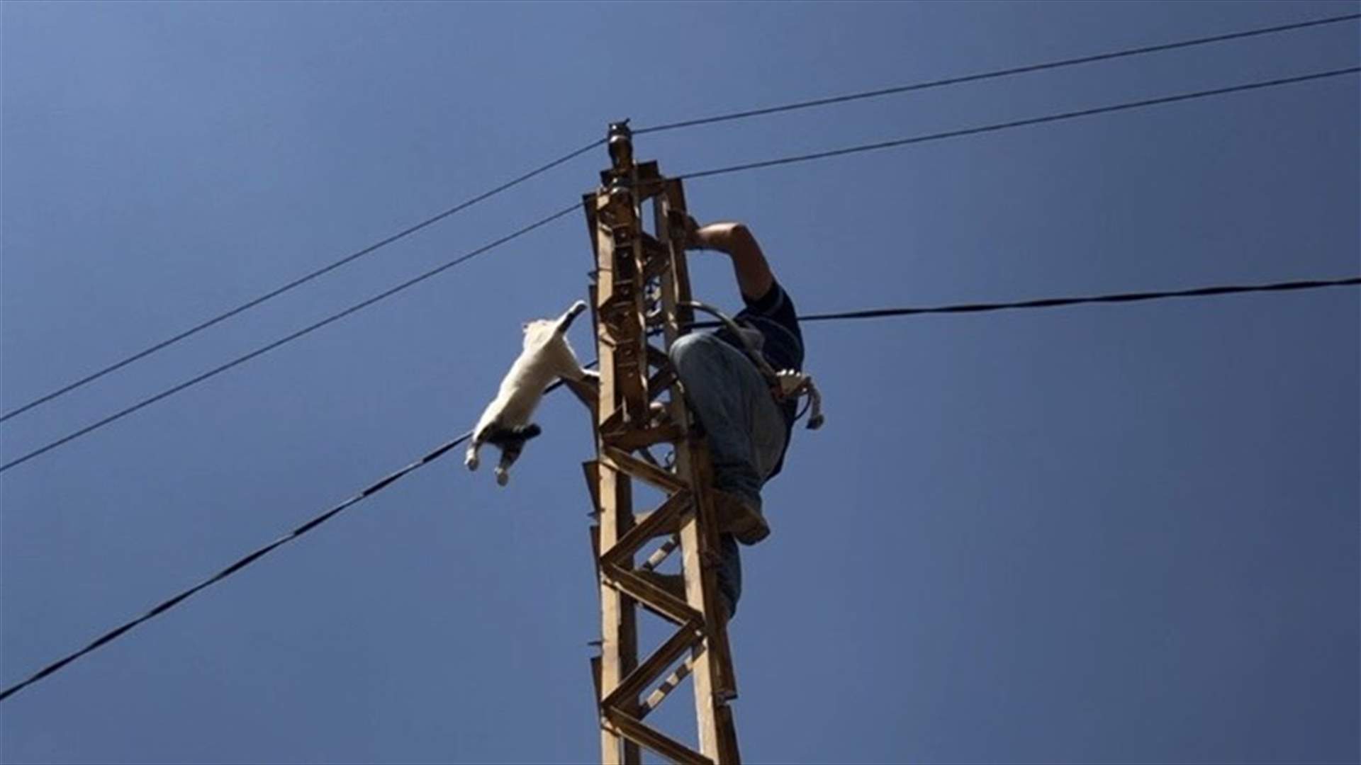 انقاذ قطة عالقة على قمة عمود كهربائي في القليعة