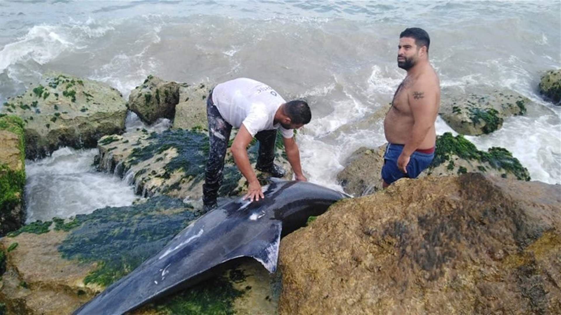 Dolphin found stuck between rocks on Tyre beach