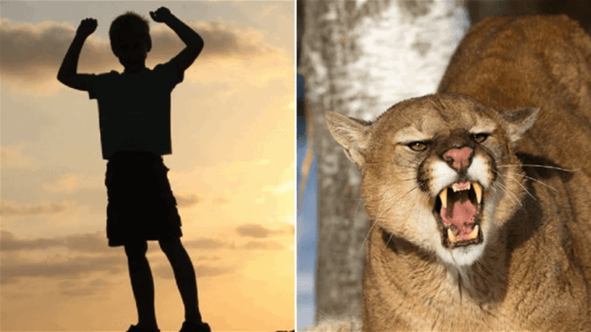 طفل يصارع أسدا سحبه من رأسه أثناء اللعب... ما كان مصيره؟