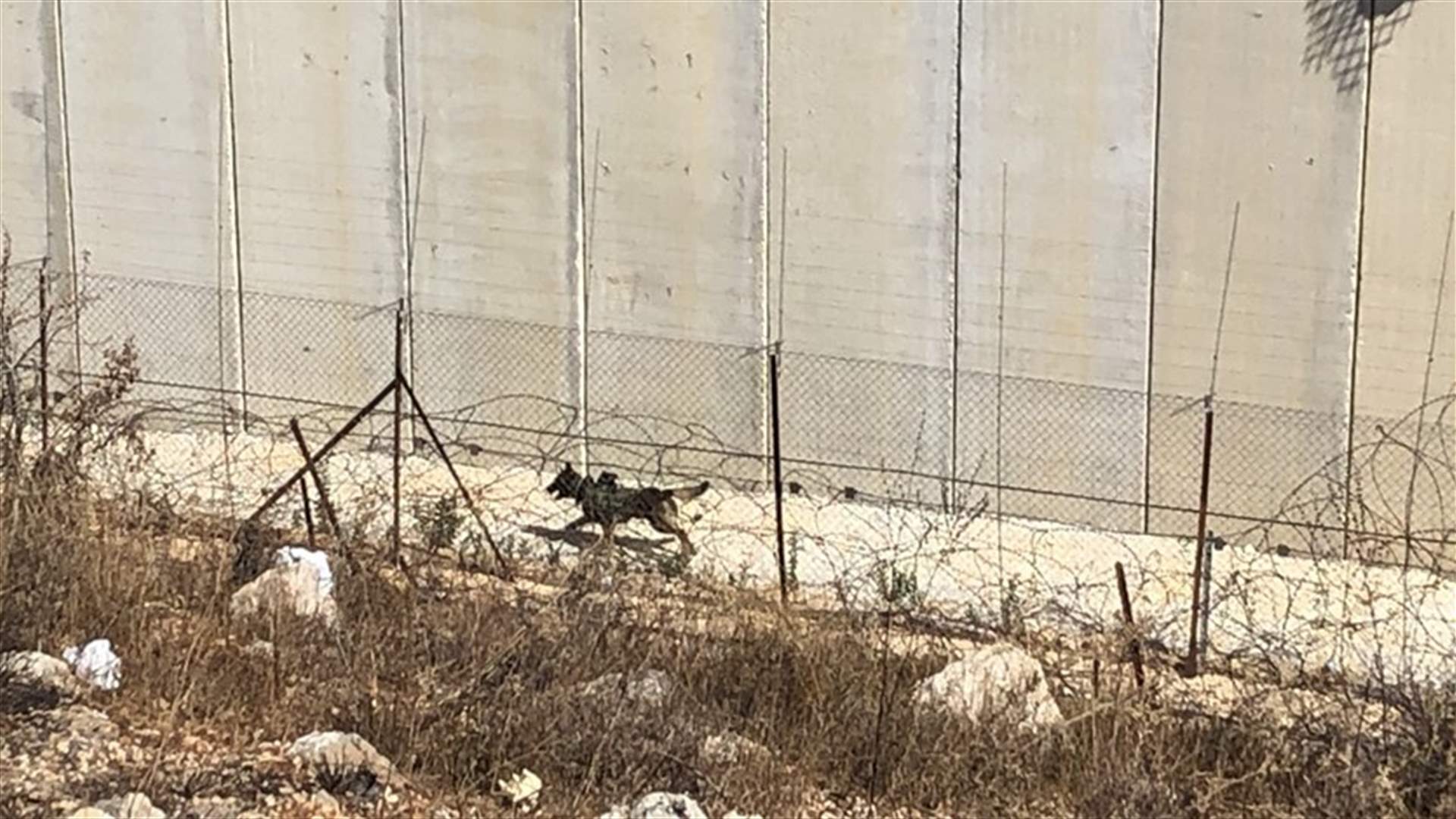 اسرائيل تطلق كلبا مجهزا بكاميرات مراقبة بين الجدار الاسمنتي والسياج التقني... (صورة)