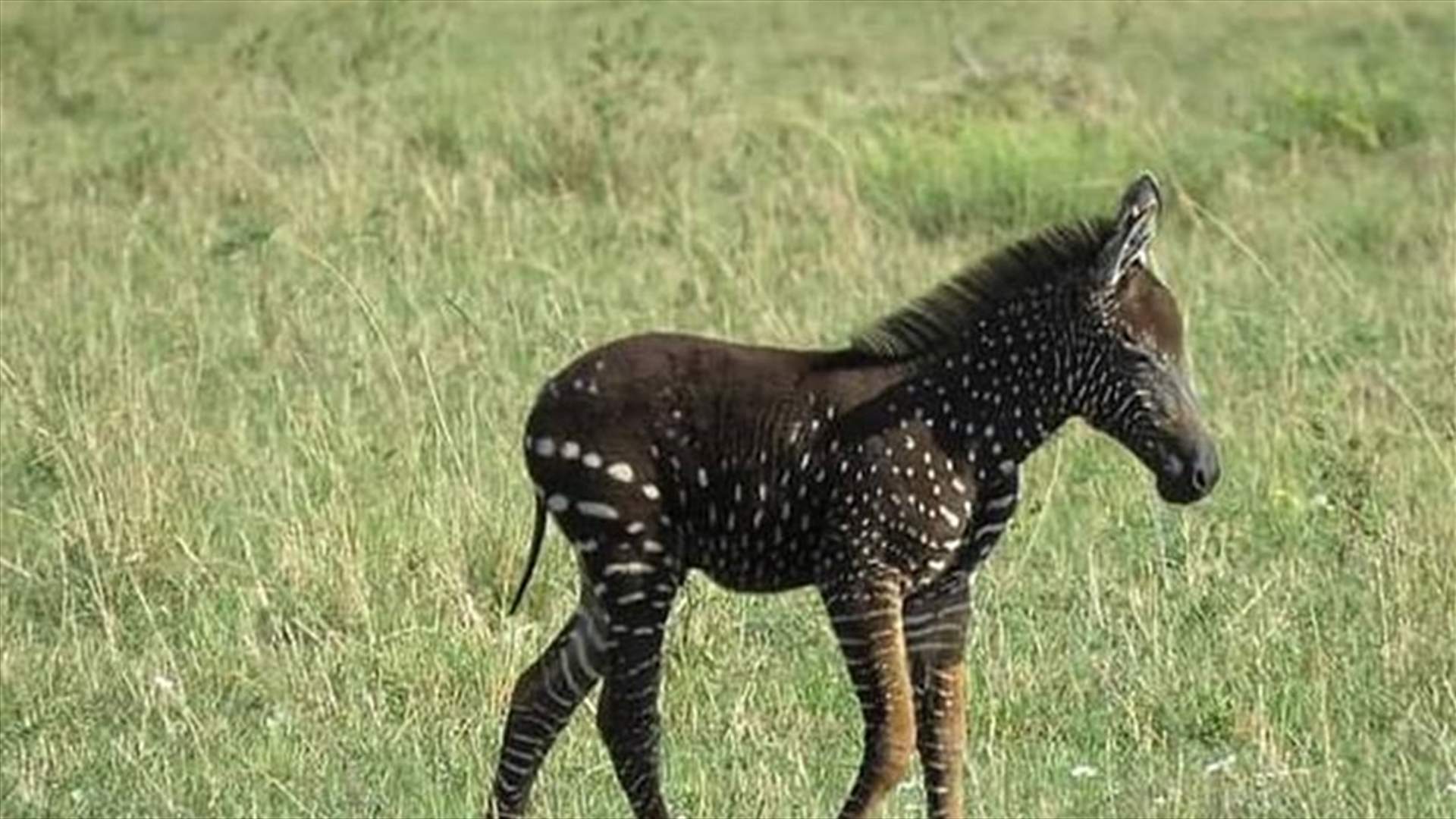 حمار وحشي يتخلى عن الخطوط ويستبدلها بالنقاط... ظاهرة نادرة في كينيا