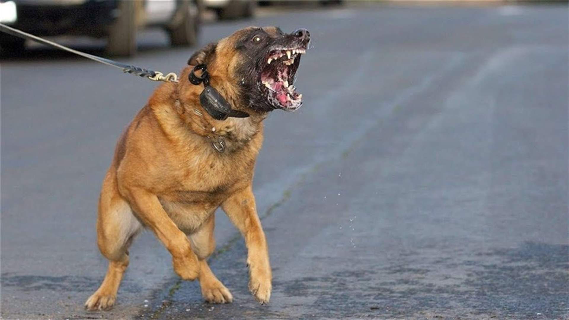 أصيبت بجروح بعدما هاجمها كلب شرس في القصيبة - النبطية