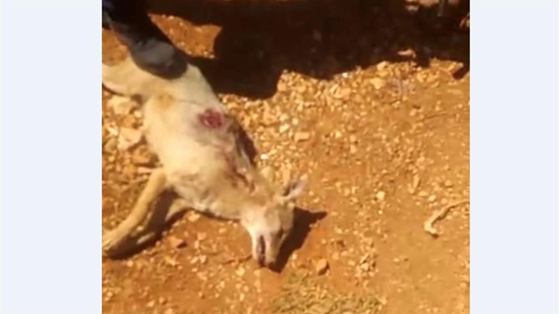 حيوان مفترس هاجم شقيقين من التابعية السورية داخل خيمتهما في وطى الخيام (صورة)
