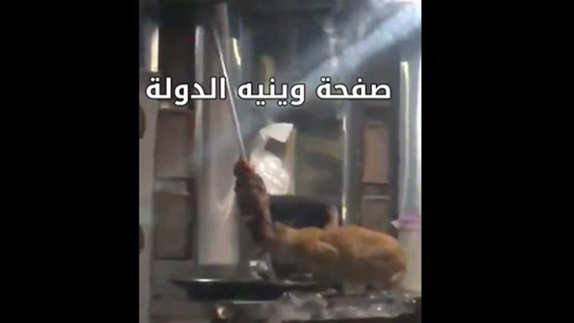 في نبع الصفا... قطة تأكل الشاورما من السيخ (فيديو)