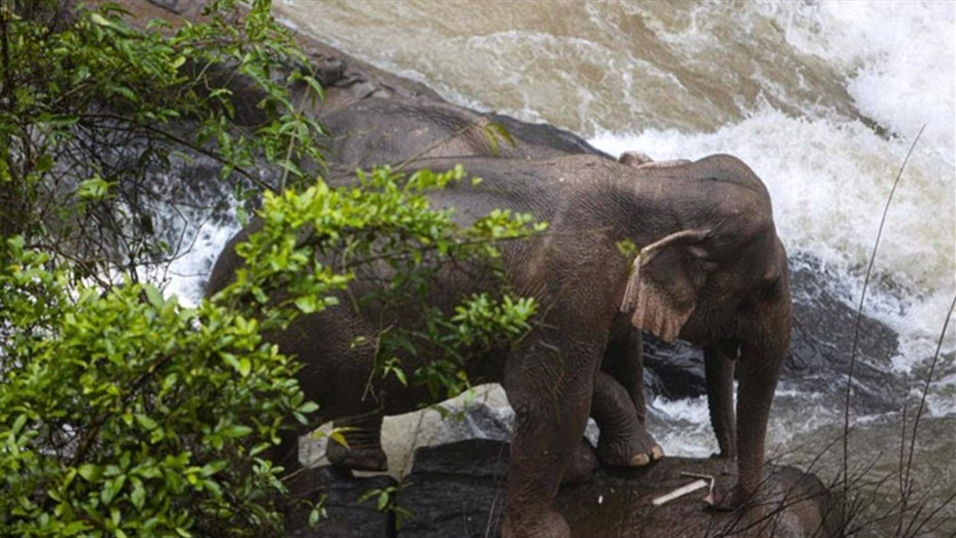 Six elephants die after falling into waterfall in Thailand