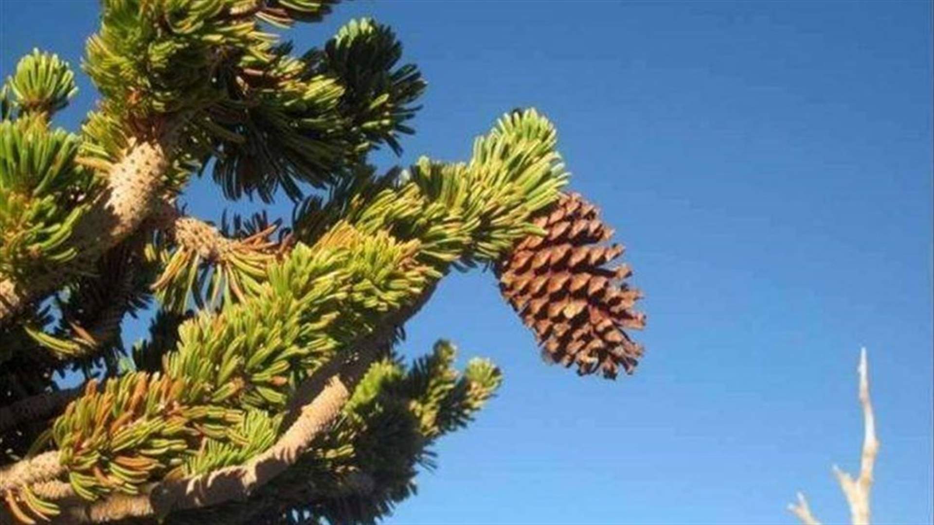 سقوط عامل عن شجرة في قيتولي... وحالته حرجة