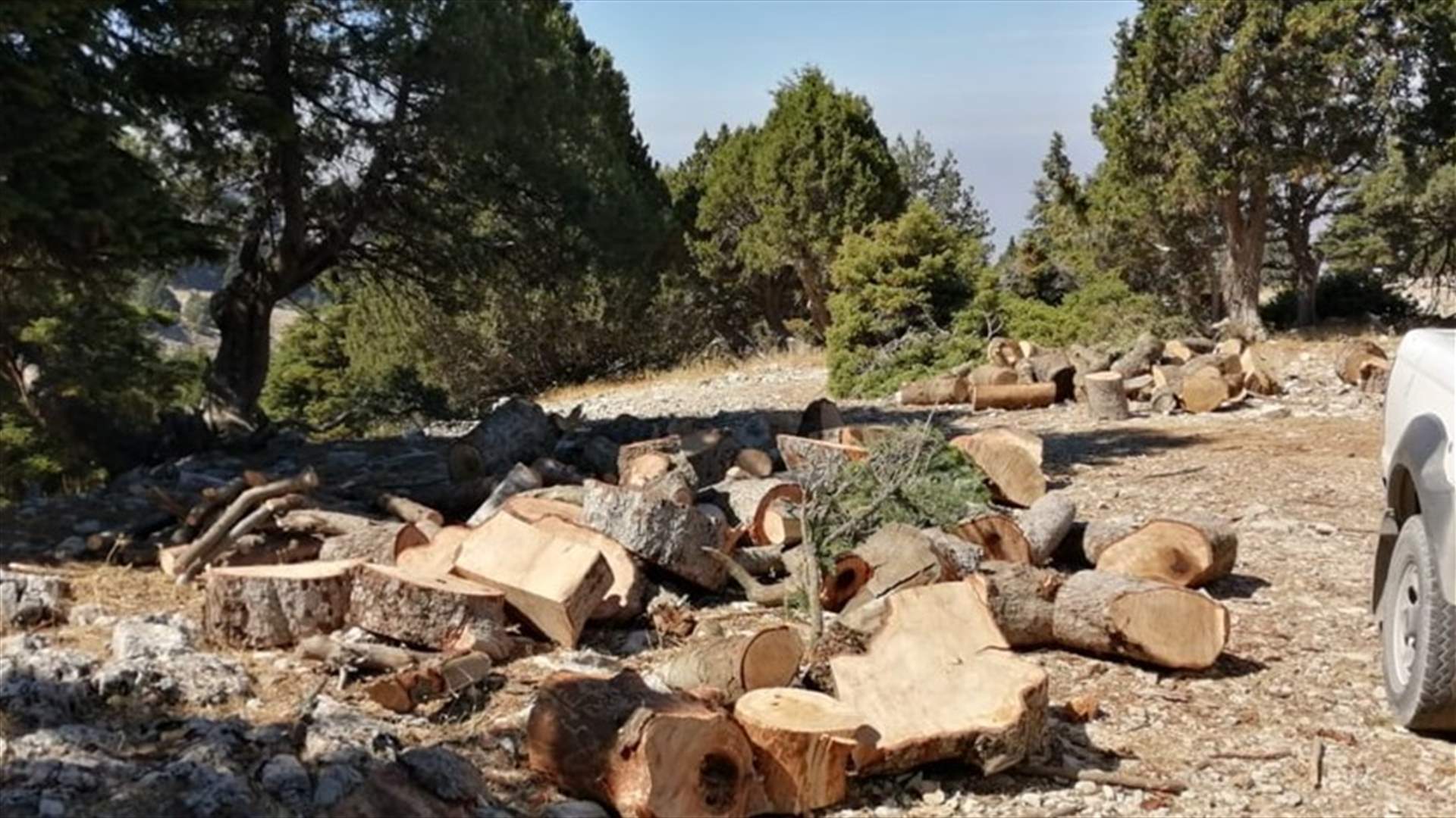 مجزرة بيئية في غابات القبيّات... قطع أشجار من الأرز والشوح (صوَر)