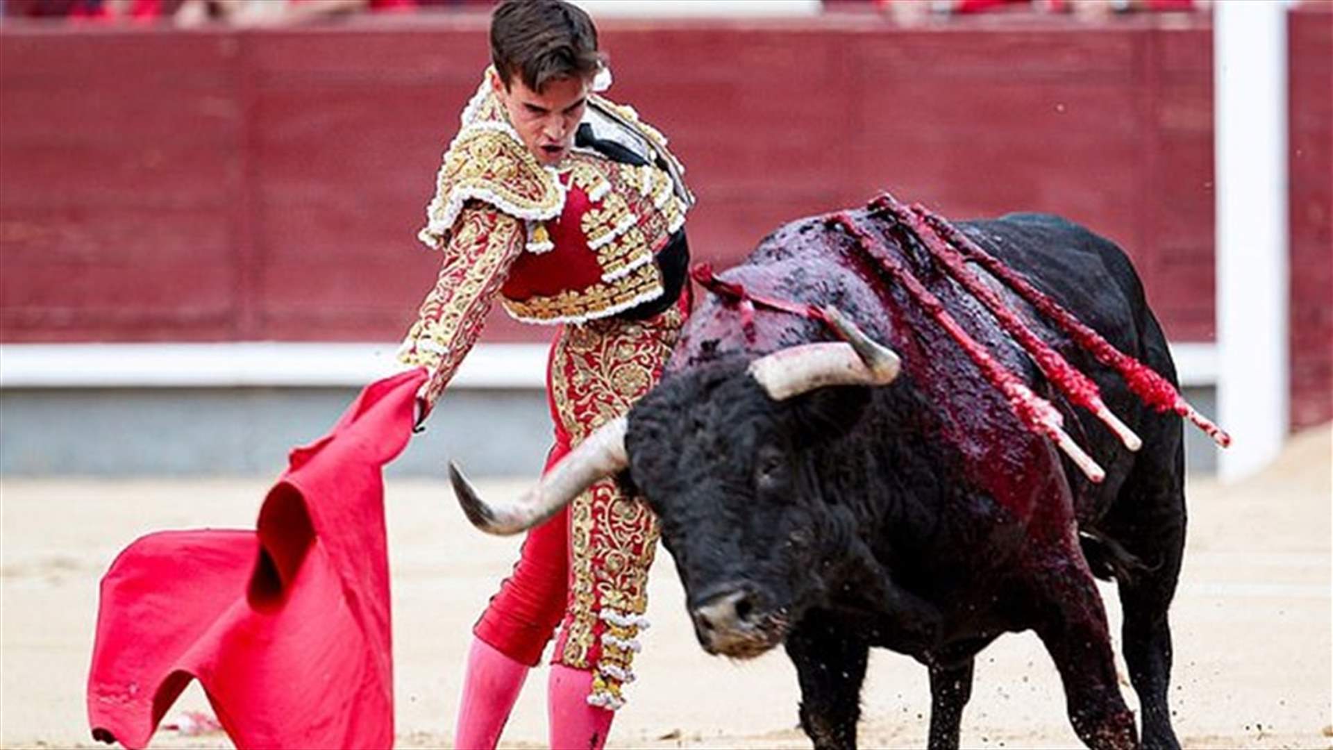 إصابة حبيب قريبة ملك إسبانيا بـ"نطحة ثور"... وفيديو يوثق الحادث الأليم!