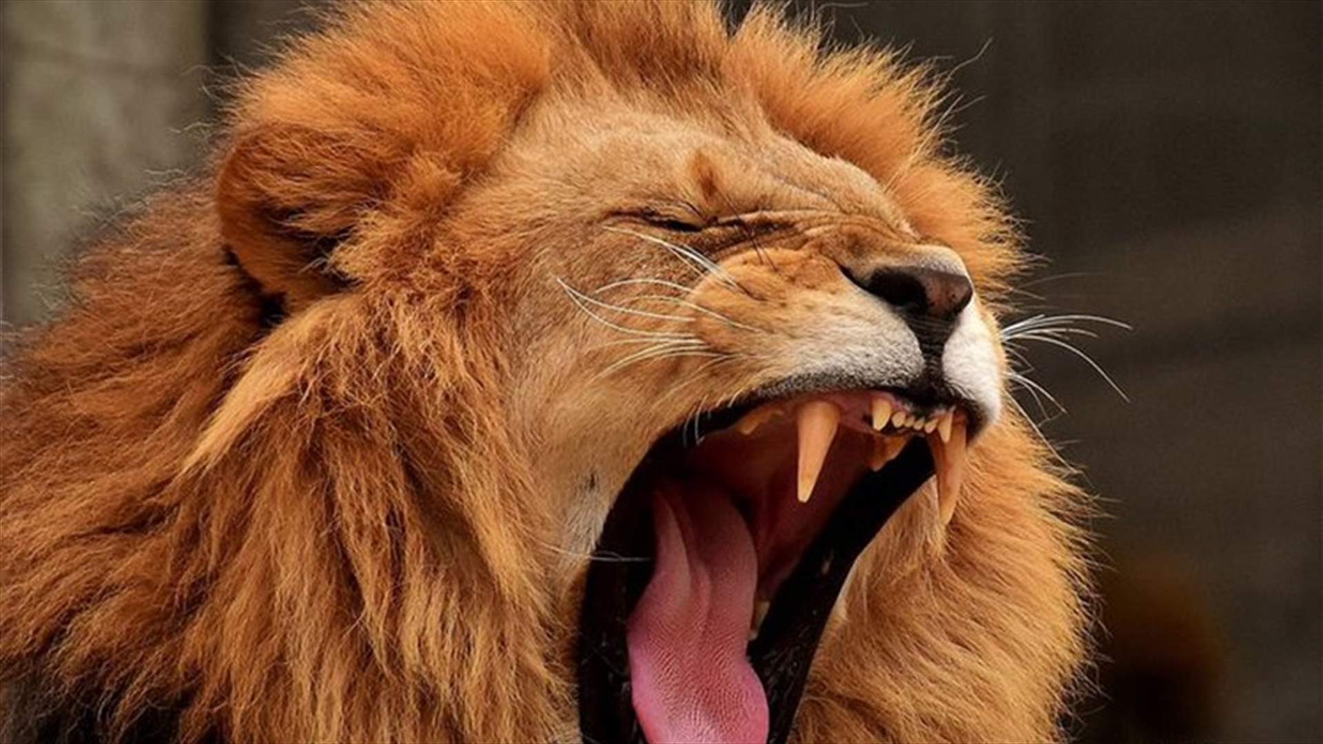 رجل يقدم عاملاً وجبة لأسده... لأنه طالب براتبه!