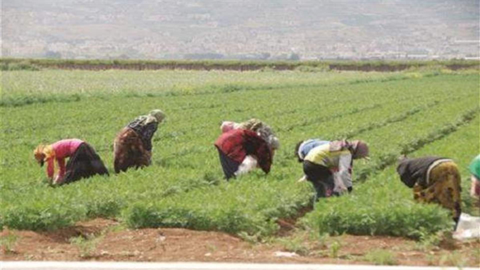 نقابة العمال الزراعيين: للكف عن قطع الطرق لانه اصبح يؤثر سلبا على المزارعين