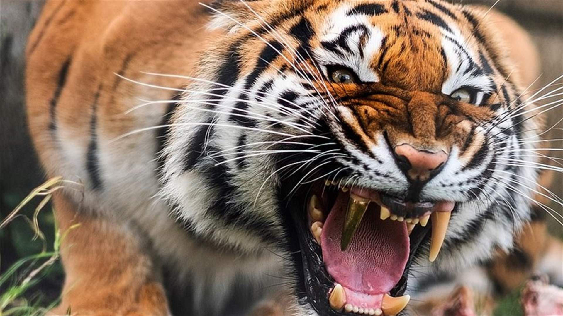 ناب من ذهب ينهي معاناة نمر