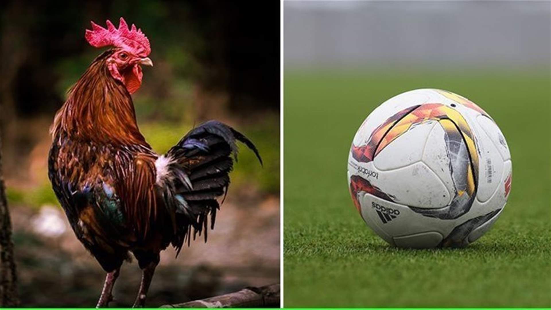 لاعب كرة قدم يتلقى بطاقة حمراء بسبب دجاجة