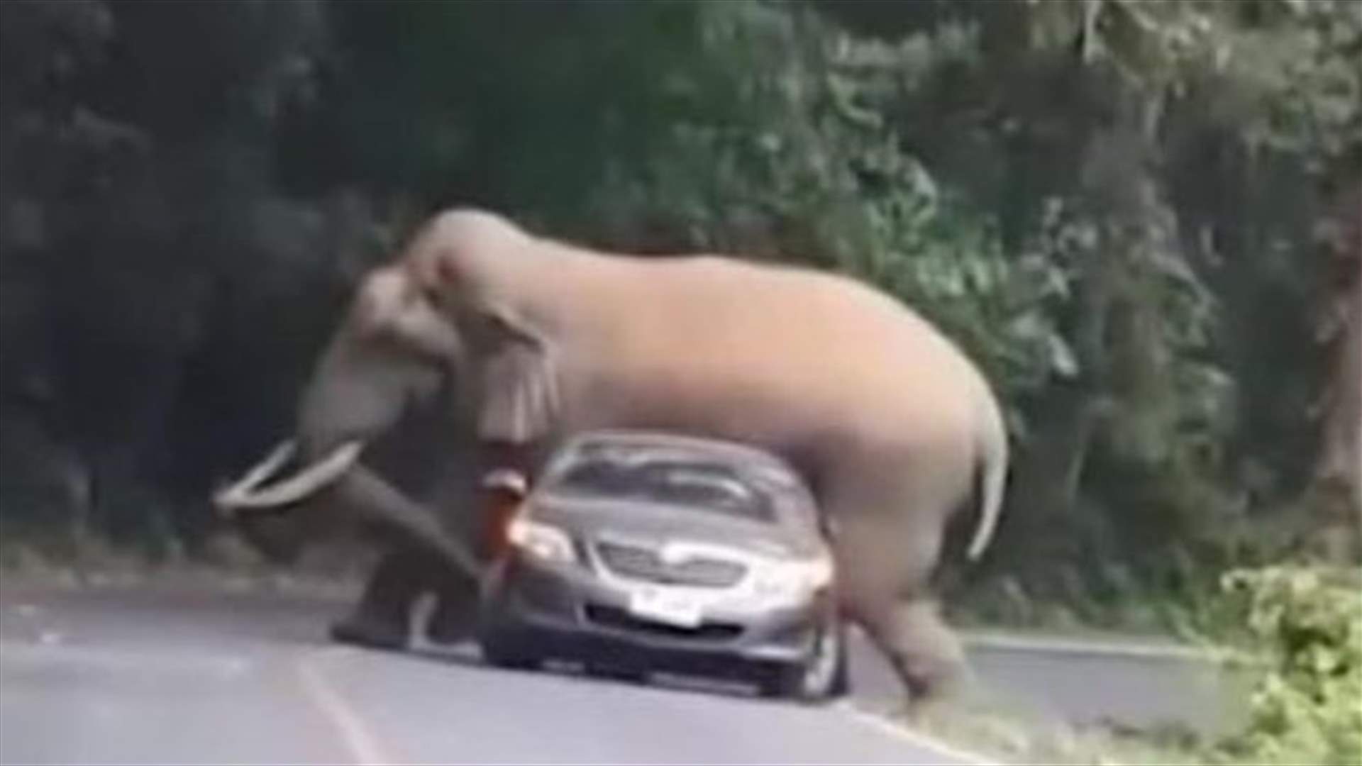 مشهد غريب... فيل ضخم يقرر الجلوس فوق سيارة لمنعها من المرور
