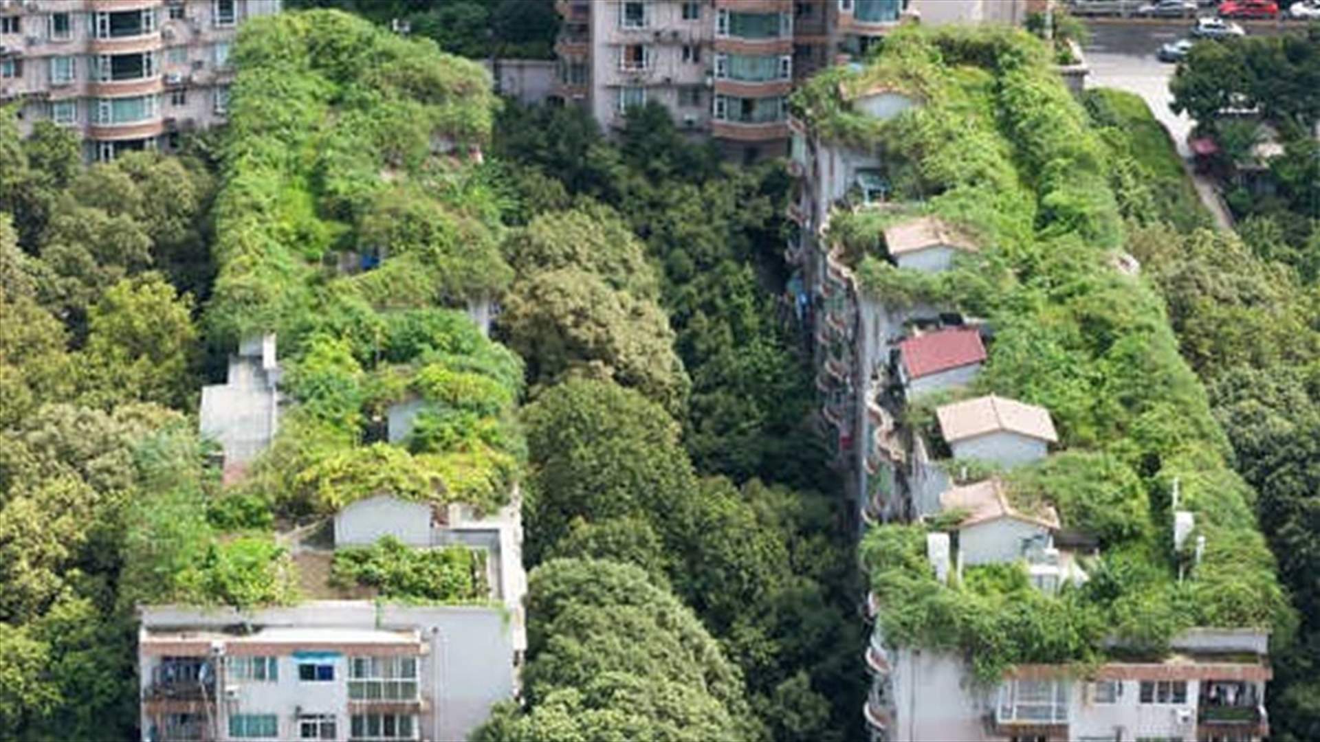 سكان الأحياء ذات الأشجار المورقة والخضراء يعيشون أطول