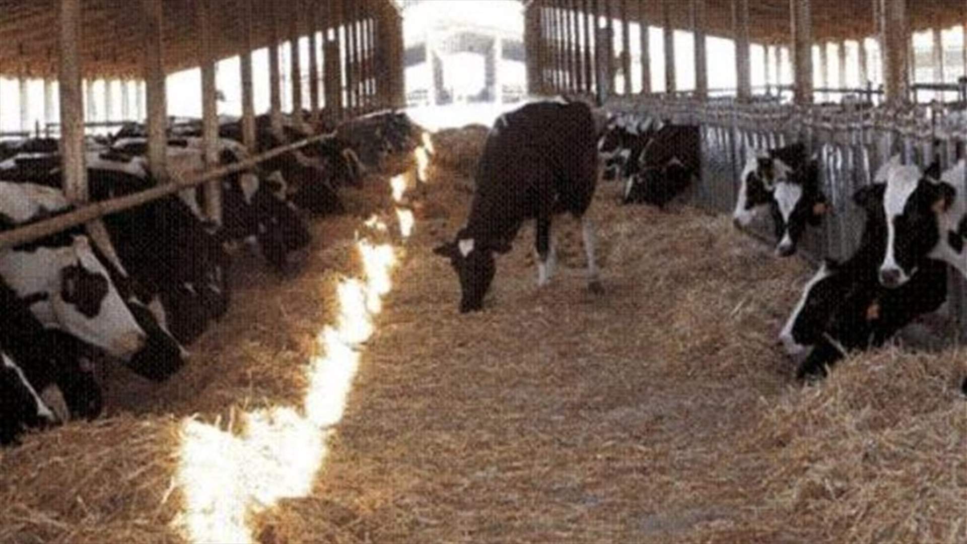 رئيس نقابة مربي الأبقار: القطاع يتجه نحو الانهيار التام