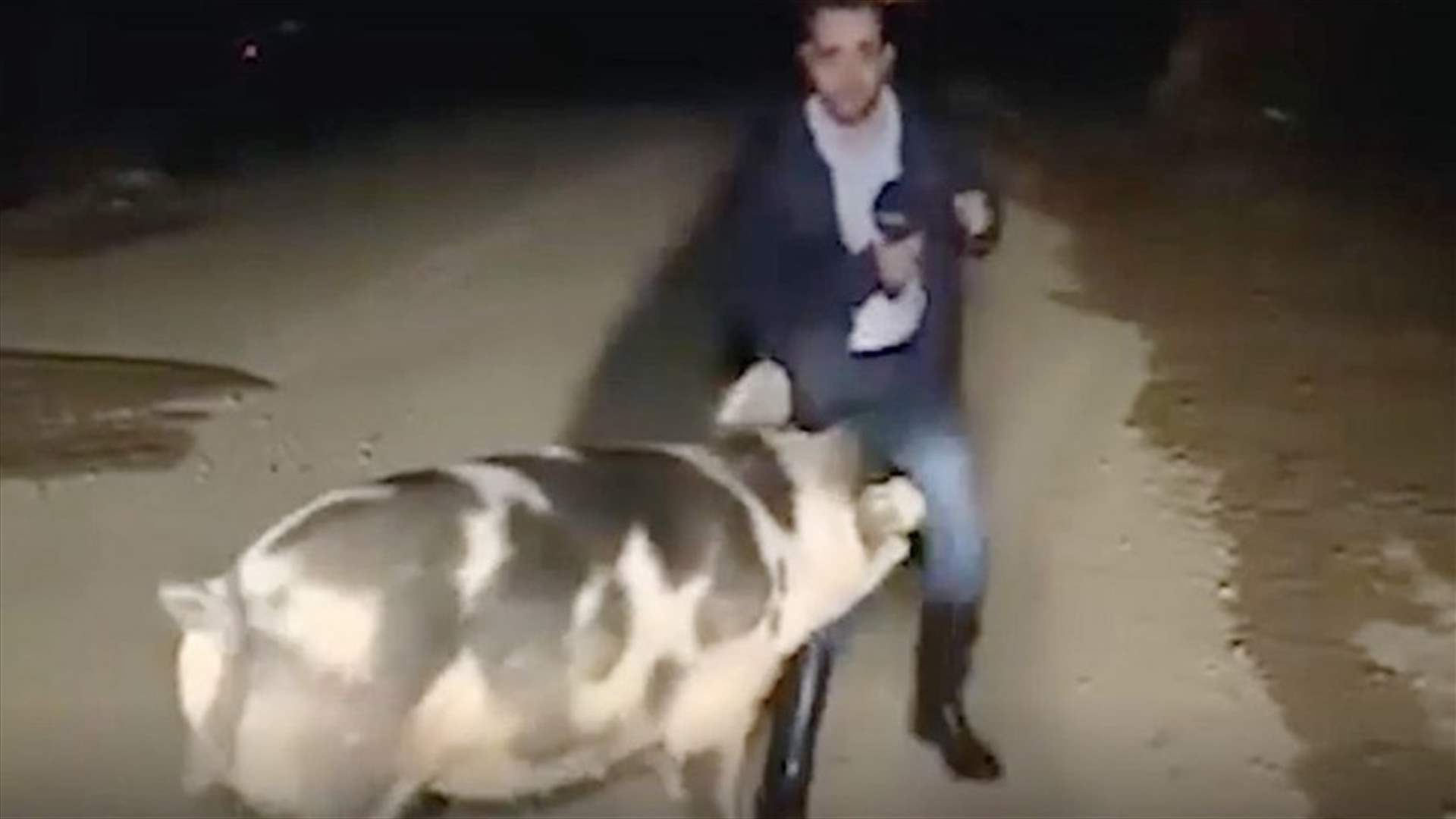موقف حرج لمراسل مباشرةً على الهوا...خنزير أفسد تغطيته