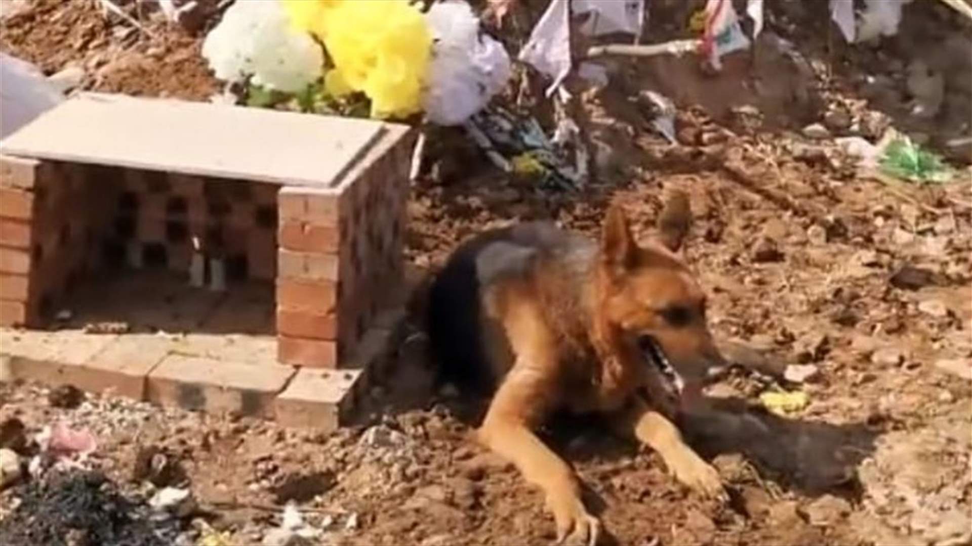 فيديو يأسر القلوب... كلب حزين يأبى مغادرة قبر صاحبه