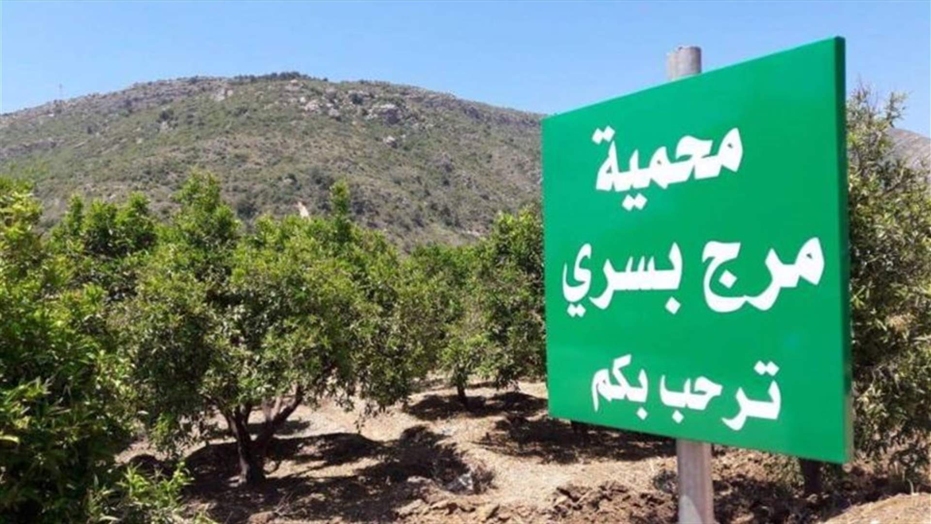 مخيم بسري في يومه الـ 22: حملة تشجير وسهرة نار