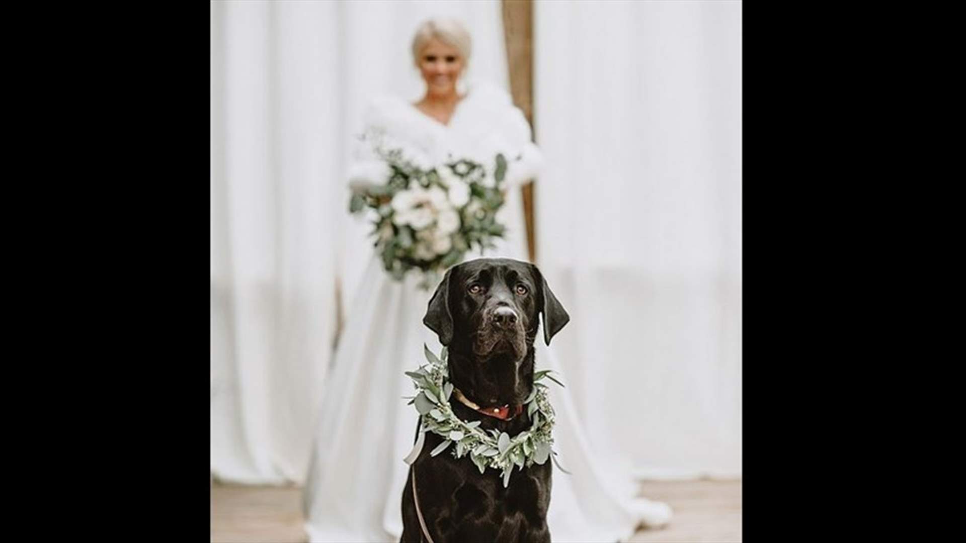 رد فعل كلب شاهد صاحبته في فستان الزفاف يفطر القلوب