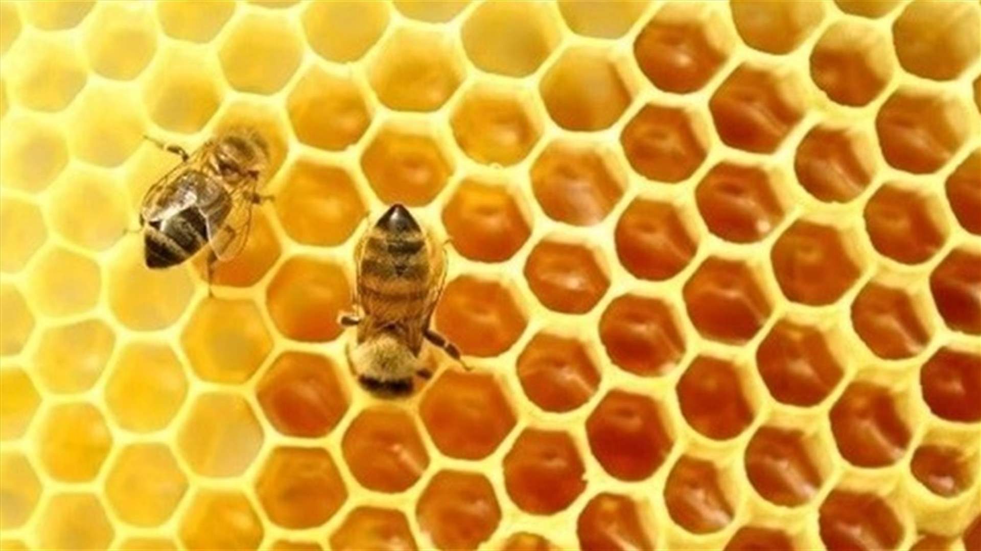 لهذه الأسباب يساعد صمغ النحل على مكافحة ارتفاع ضغط الدم