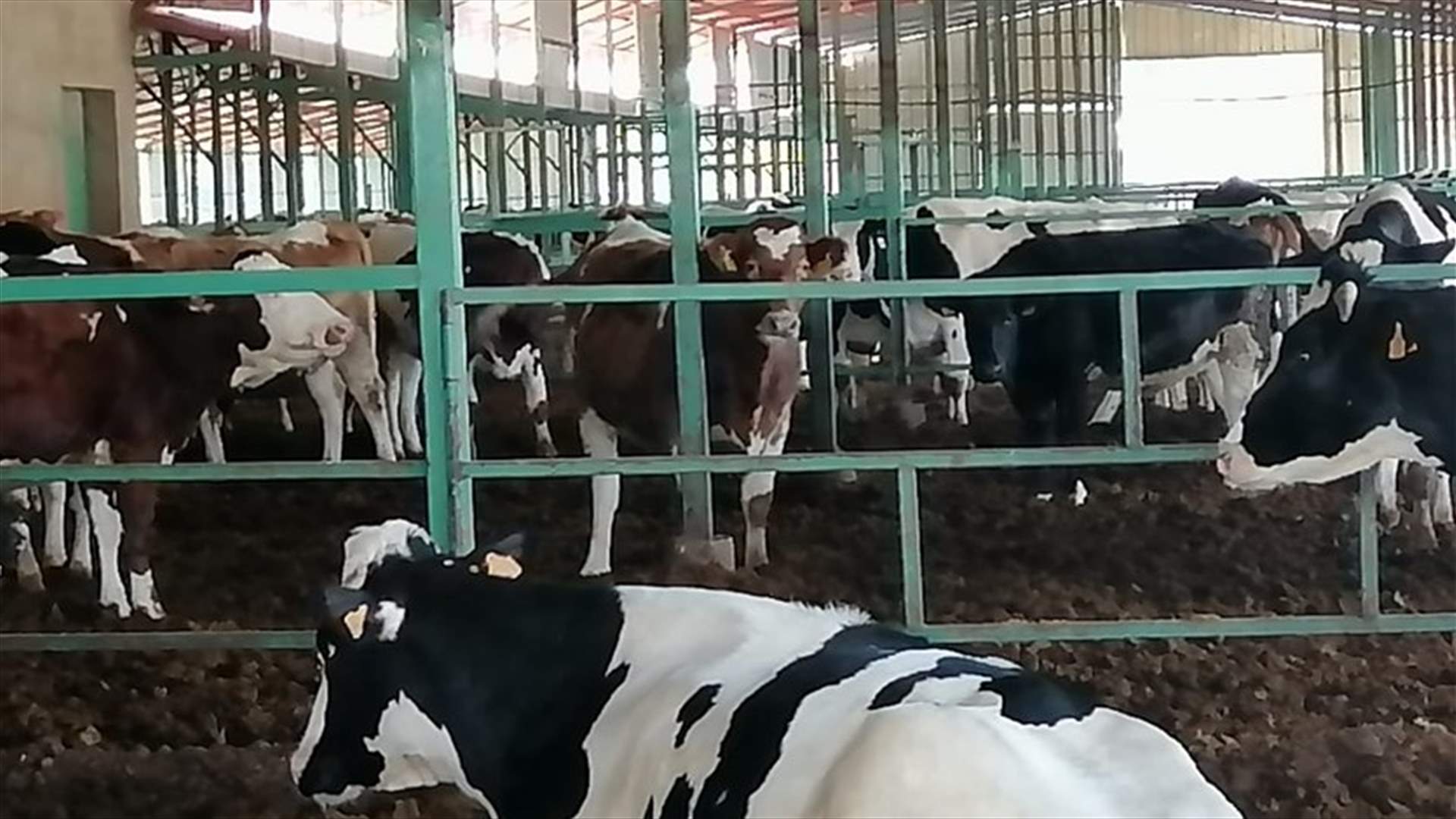 اتحاد النقابات الزراعية حدد سعر الحليب