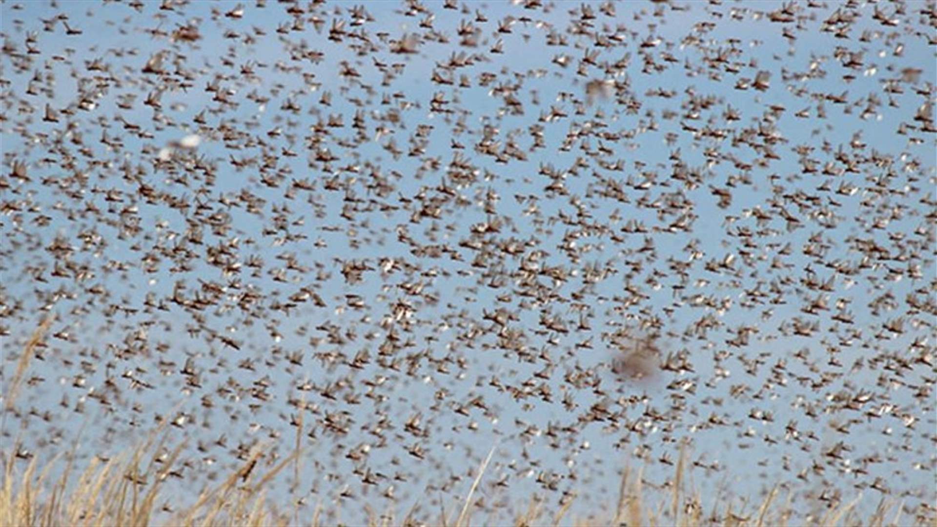 الصومال يواجه أسوأ غزو للجراد الصحراوي منذ 25 عاما