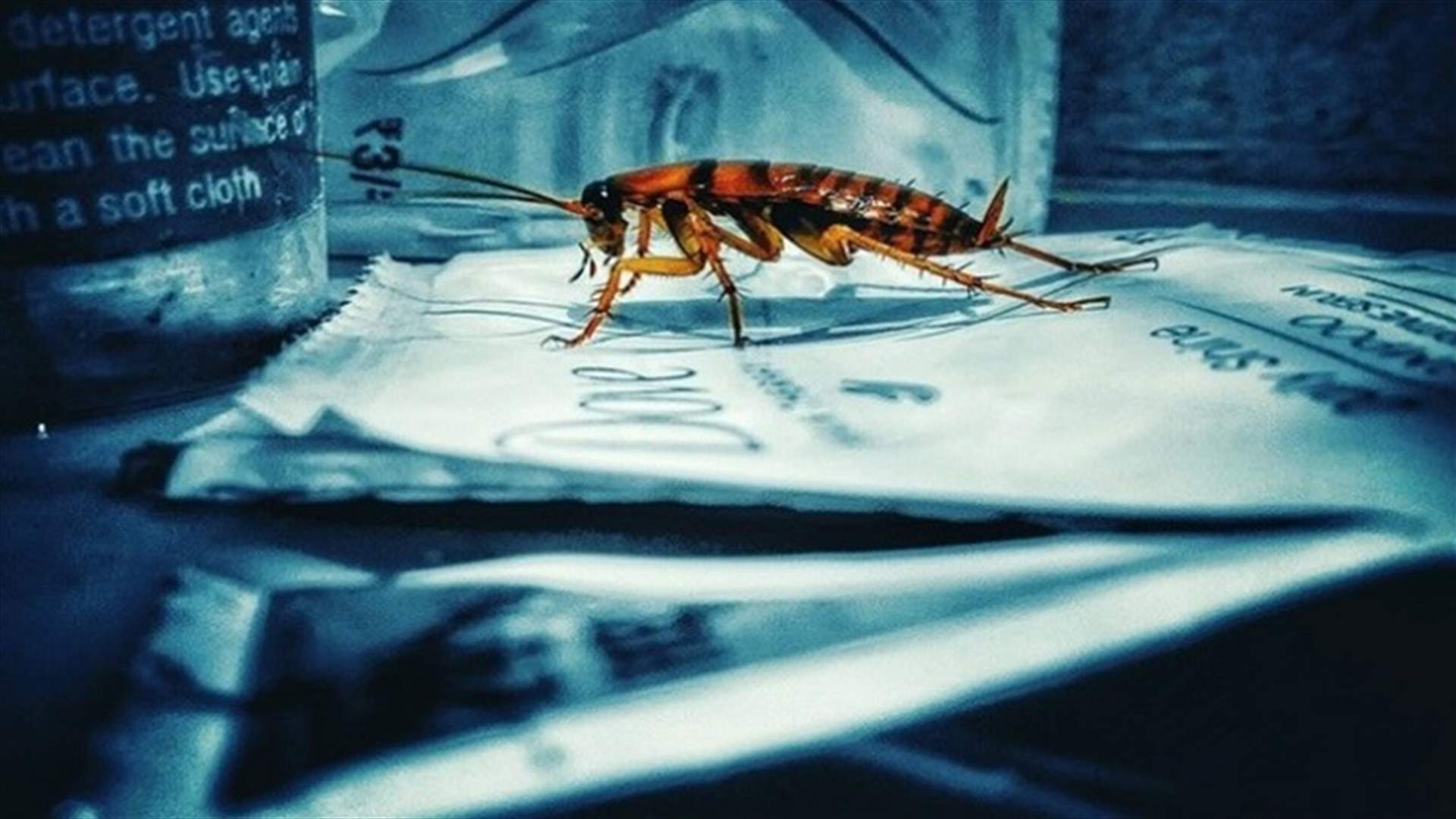 في عملية فريدة من نوعها... أطباء بيطريون يساعدون أنثى صرصور على الإنجاب (فيديو)