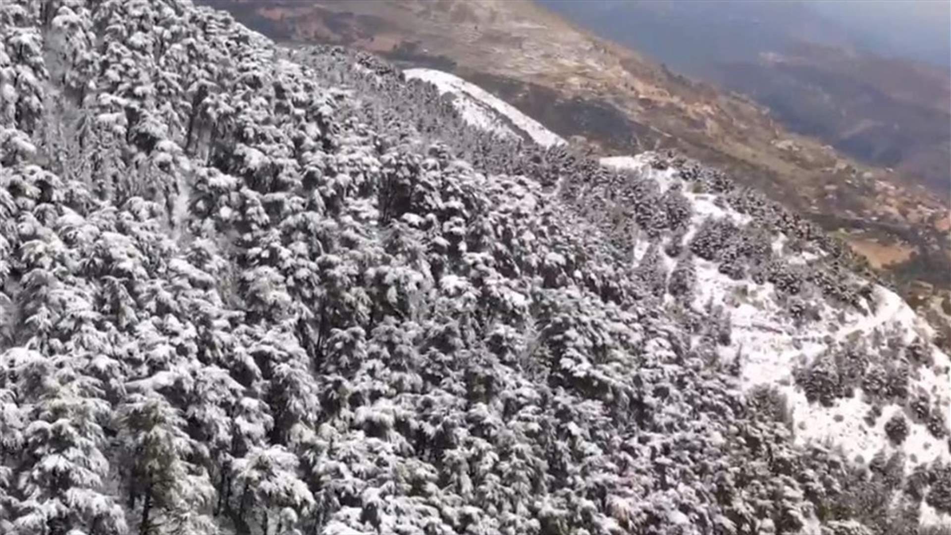 Gorgeous cedars forest of Ain Zhalta covered with snow-[VIDEO]